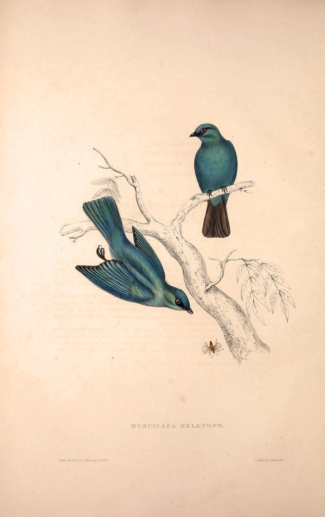 Detail of Muscicapa Melanops by Elizabeth Gould and John Gould