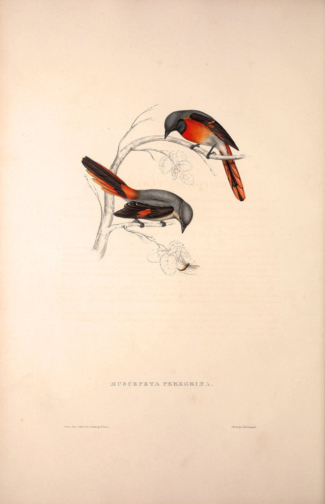 Detail of Muscepeta Peregrina by Elizabeth Gould and John Gould