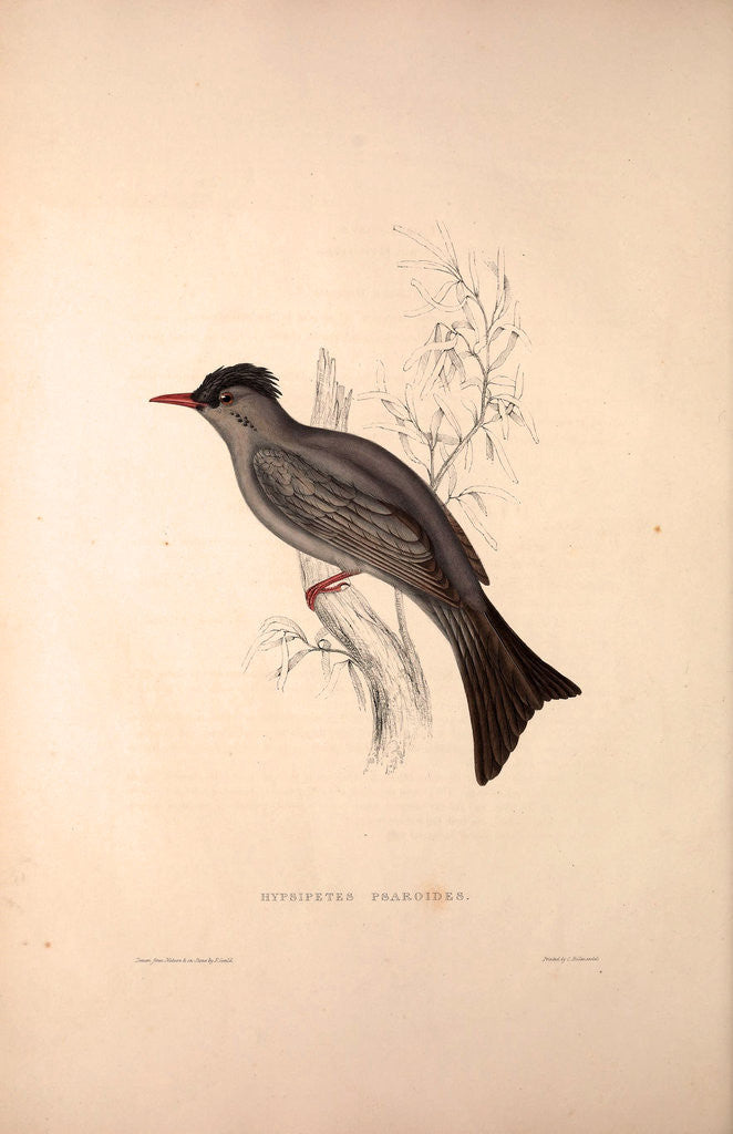 Detail of Hypsipetes Psaroides, Black Bulbul by Elizabeth Gould and John Gould
