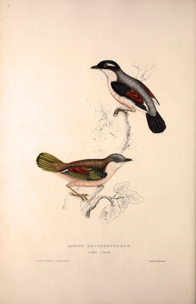 Detail of Lanius Erythropterus, Himalayan Shrike-babbler by Elizabeth Gould and John Gould