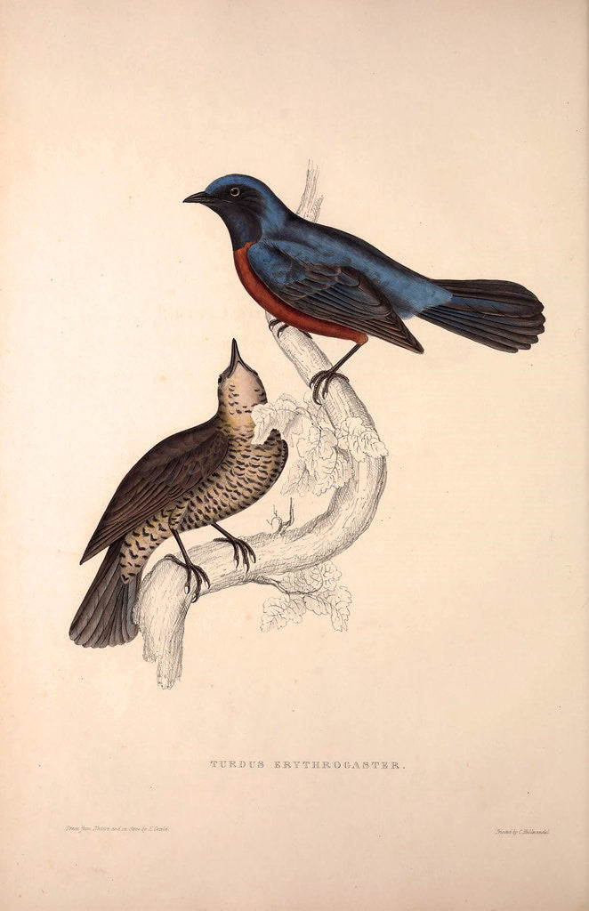 Detail of Turdus Erythrogaster by Elizabeth Gould and John Gould