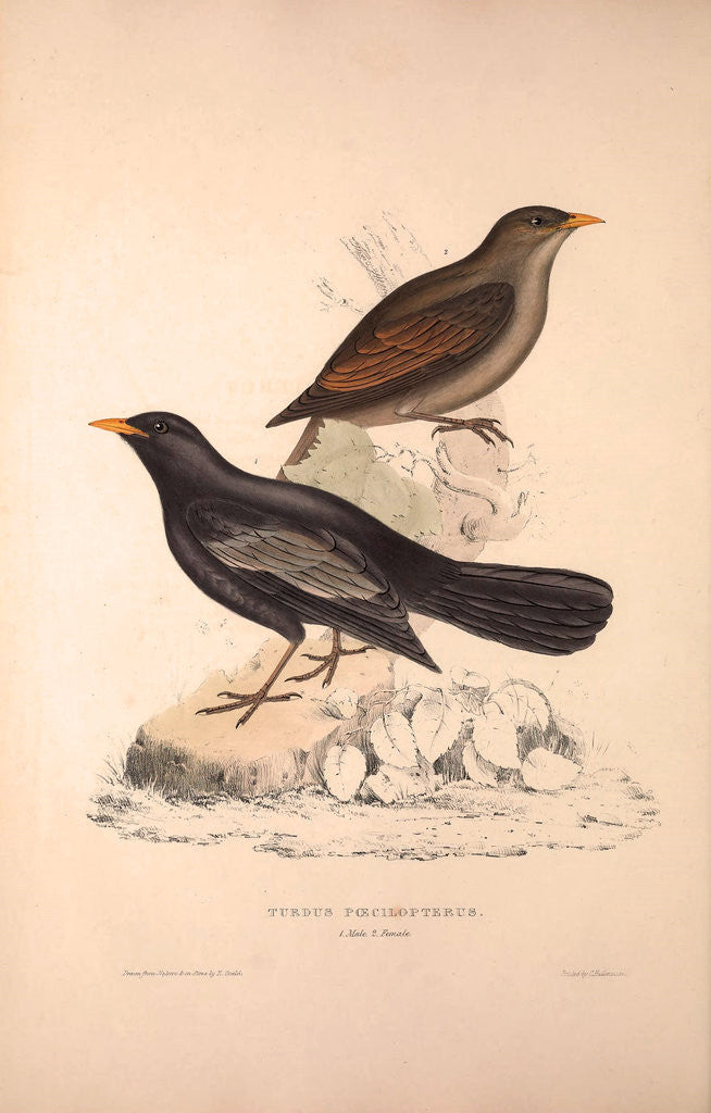 Detail of Turdus Poecilopterus, Aztec Thrush by Elizabeth Gould and John Gould