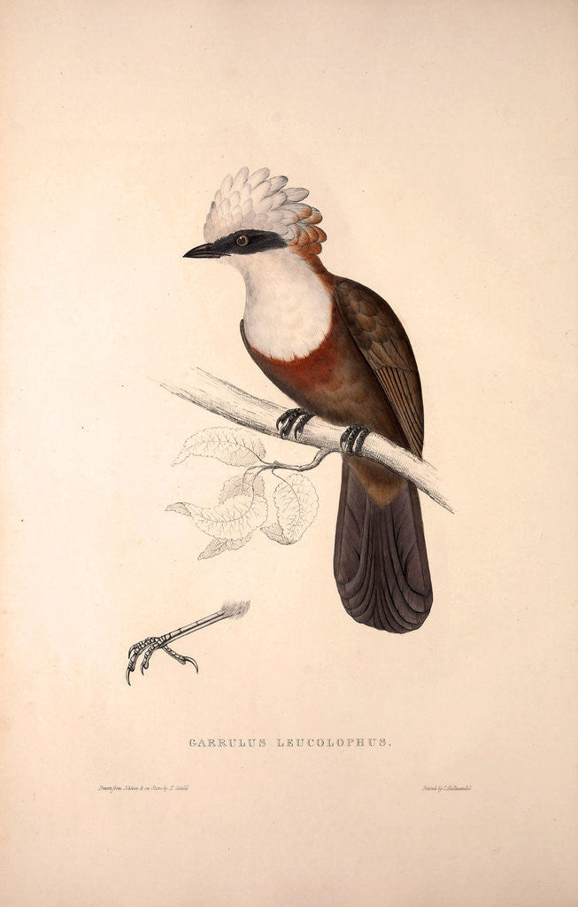Detail of Garrulus Leucolophus, White-crested Laughingthrush by Elizabeth Gould and John Gould