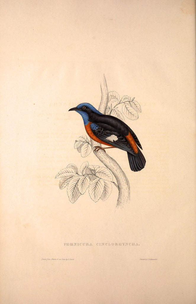 Detail of Phoenicura Cinclorhyncha, actually Petrocincla cinclorhynca by Elizabeth Gould and John Gould