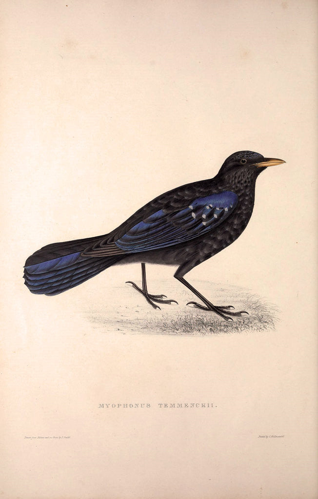 Detail of Myophonus Temmenckii by Elizabeth Gould and John Gould
