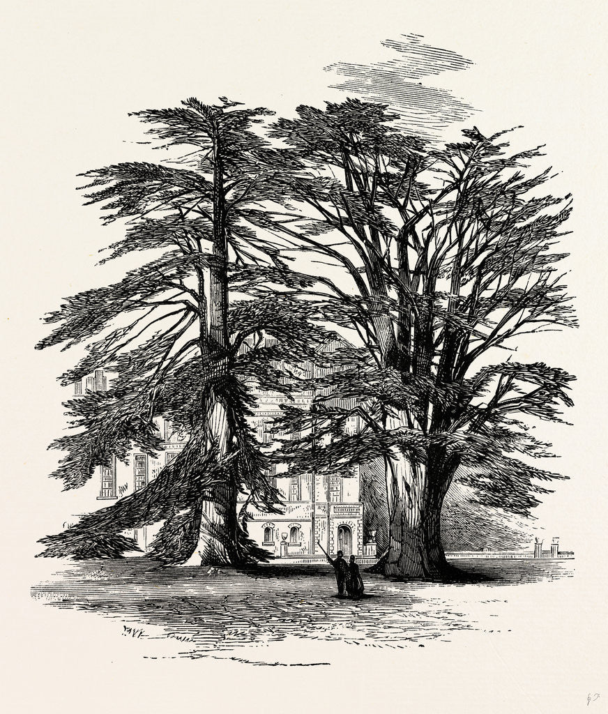 Detail of The Cedars, Wilton House by Anonymous