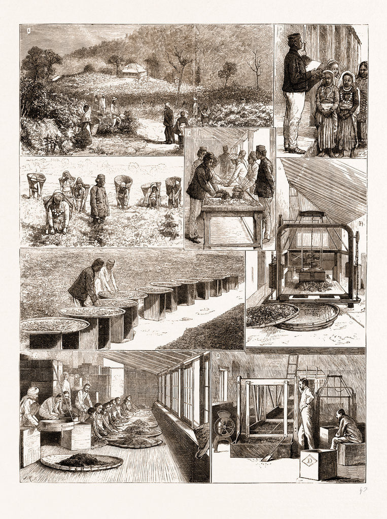Detail of Tea Cultivation In British India by Anonymous