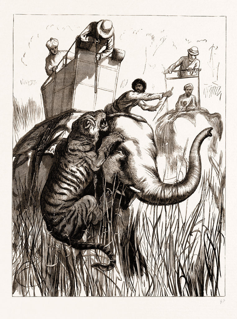 Detail of The Prince Of Wales Hunting In The Terai: One Of The Suite At Close Quarters, 1876 by Anonymous