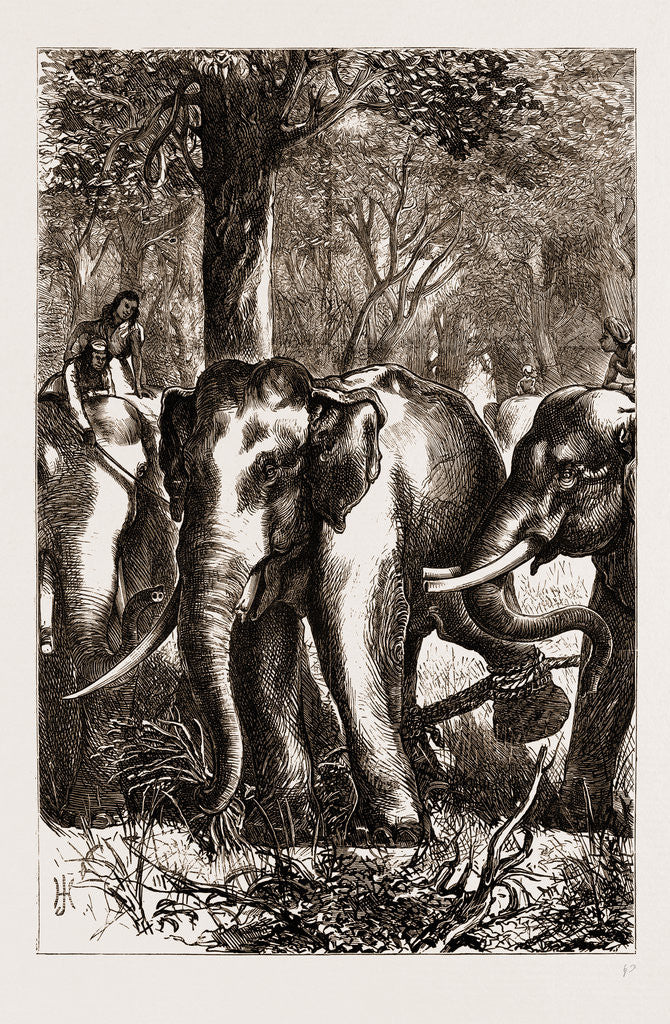 Detail of The Prince Of Wales Hunting In The Terai: The Captive Monarch, 1876 by Anonymous