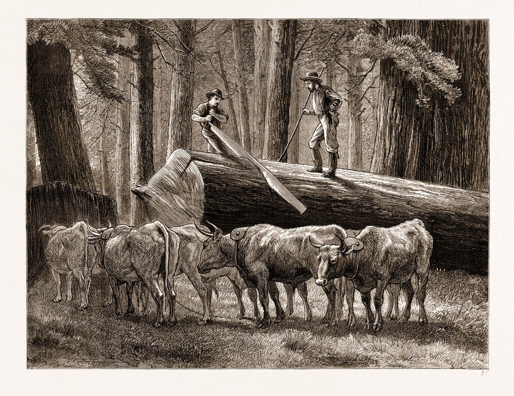 Detail of California: Logging: The Cross-cut Sawyer, US by Anonymous