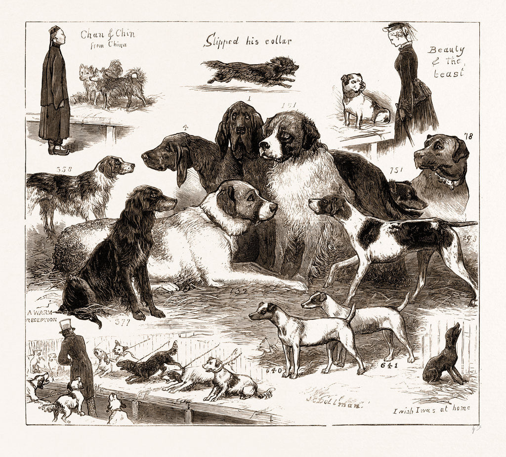 Detail of The Dog Show At The Crystal Palace, London by Anonymous