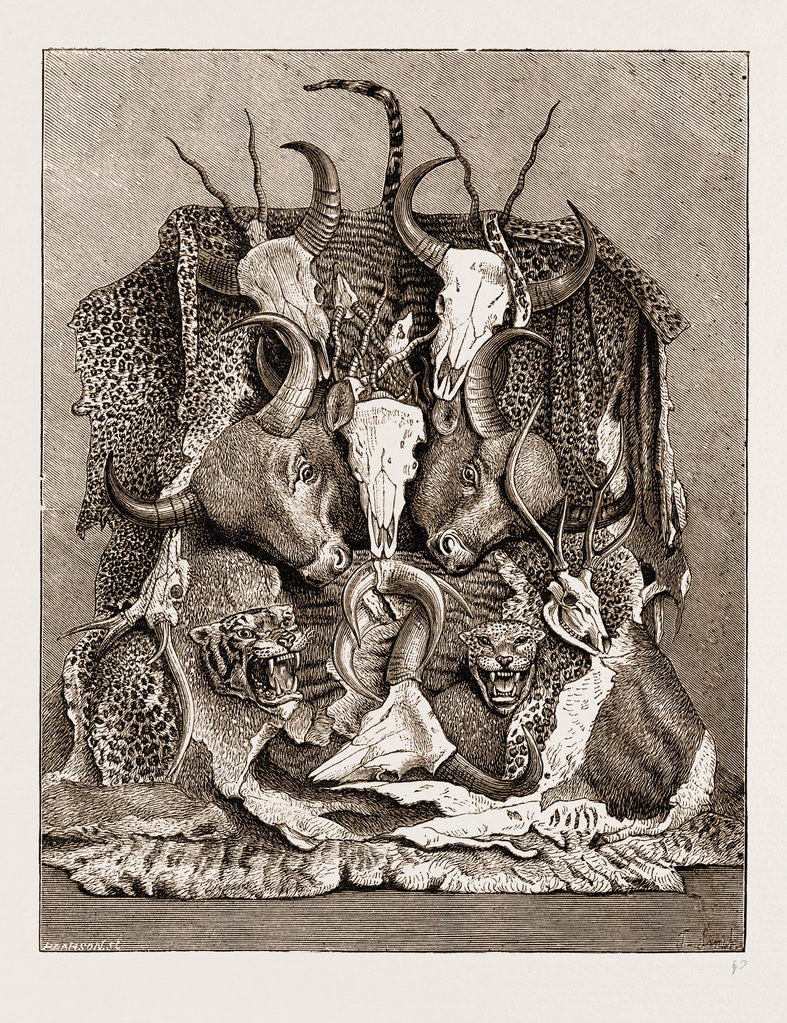 Detail of The Wild Game Of Asia, Hunting Trophies by Anonymous