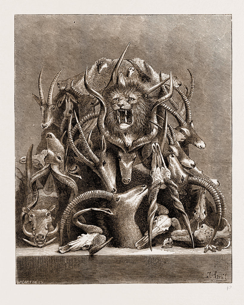 Detail of The Wild Game Of Africa, Hunting Trophies by Anonymous