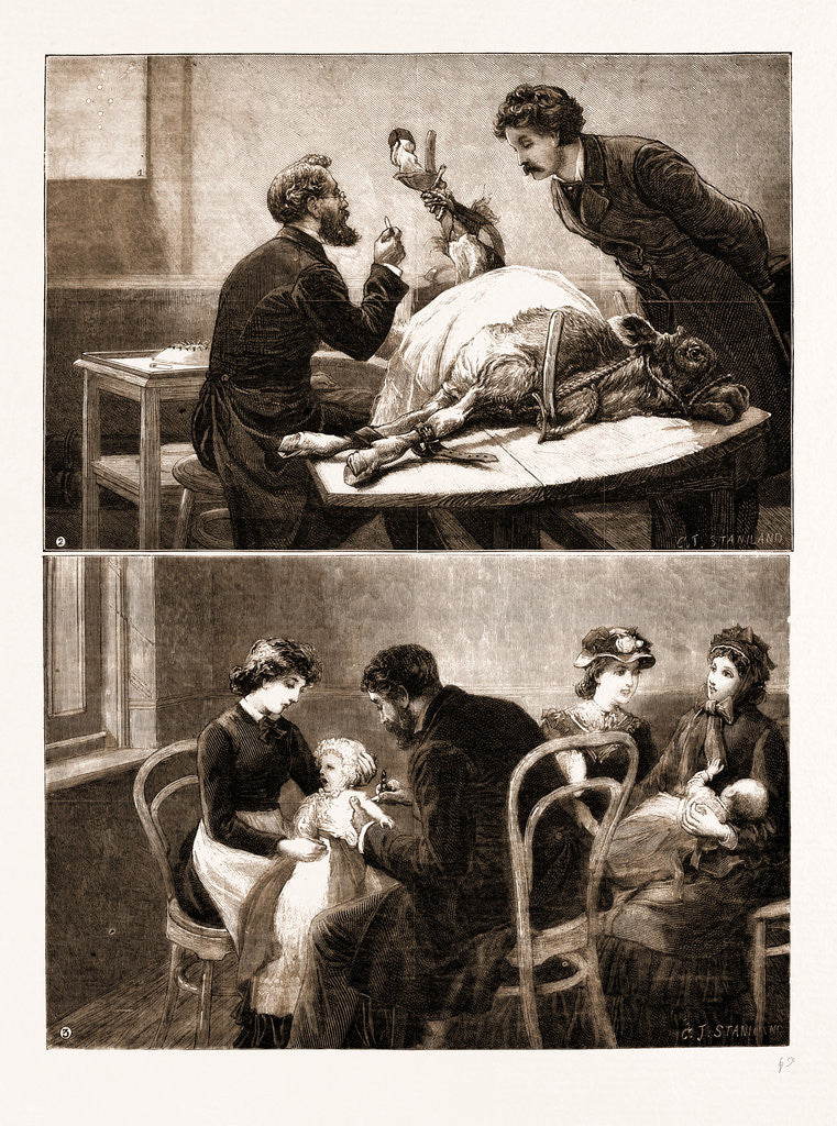 Detail of Vaccination From The Calf by Anonymous