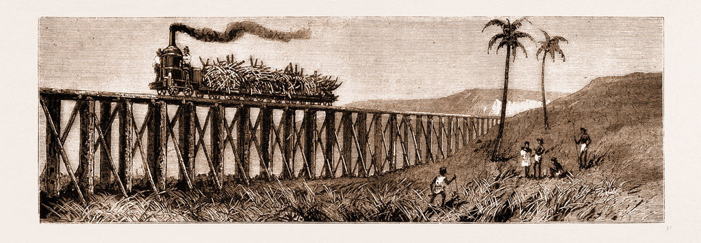 Detail of Carrying Sugar Cane On The Pioneer Plantation, Mackay by Anonymous