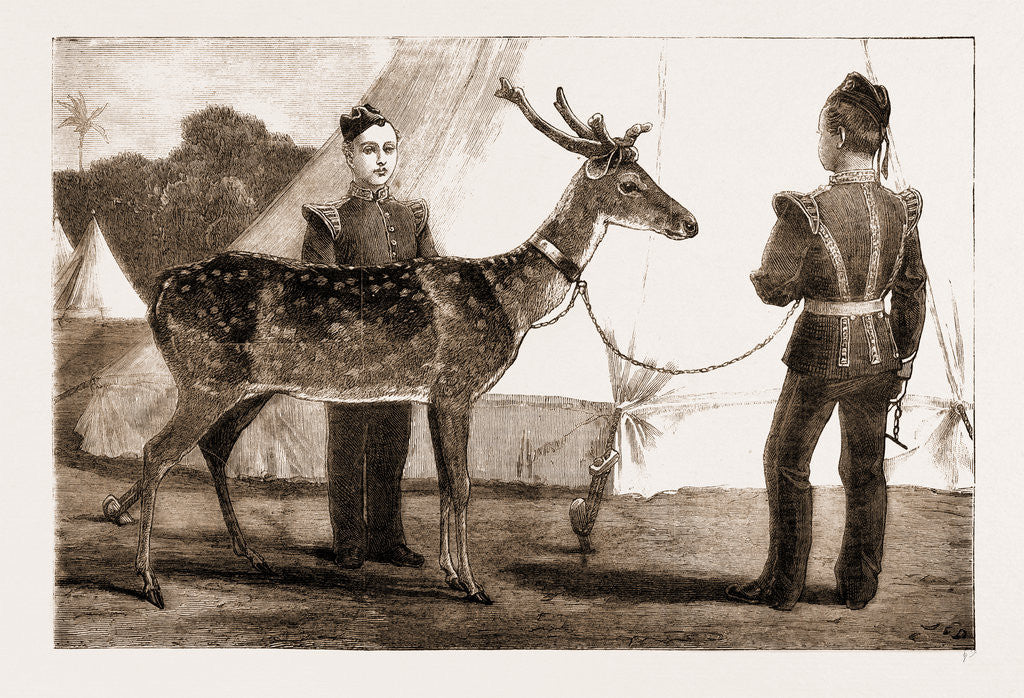 Detail of Billy, The Pet Deer Of The Prince Of Wales's Own (west Yorkshire Regiment) by Anonymous