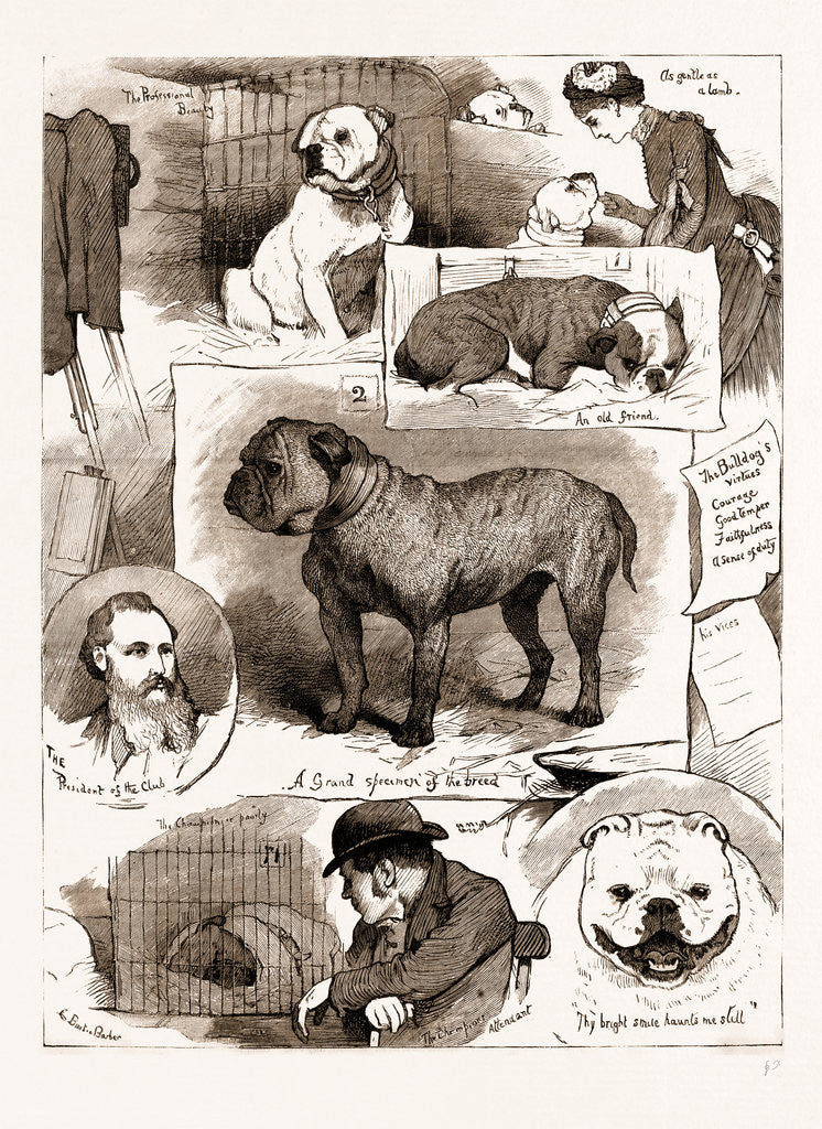 Detail of Notes At The Bulldog Club Show, 1883 by Anonymous