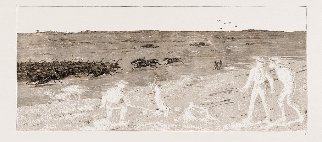 Detail of Taking Fat Cattle To Market--a Stampede by Anonymous