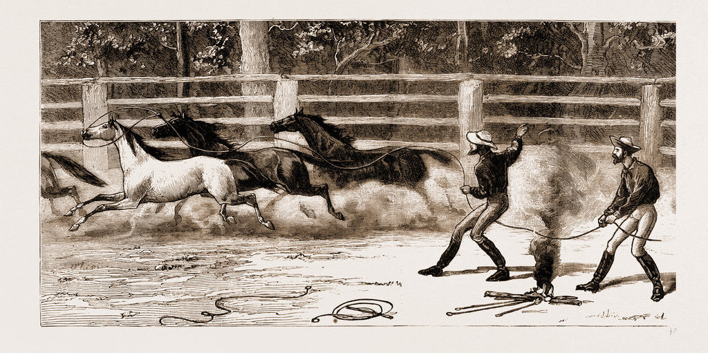 Detail of Lassoing Colts For Branding, New South Wales, Australia, 1883 by Anonymous