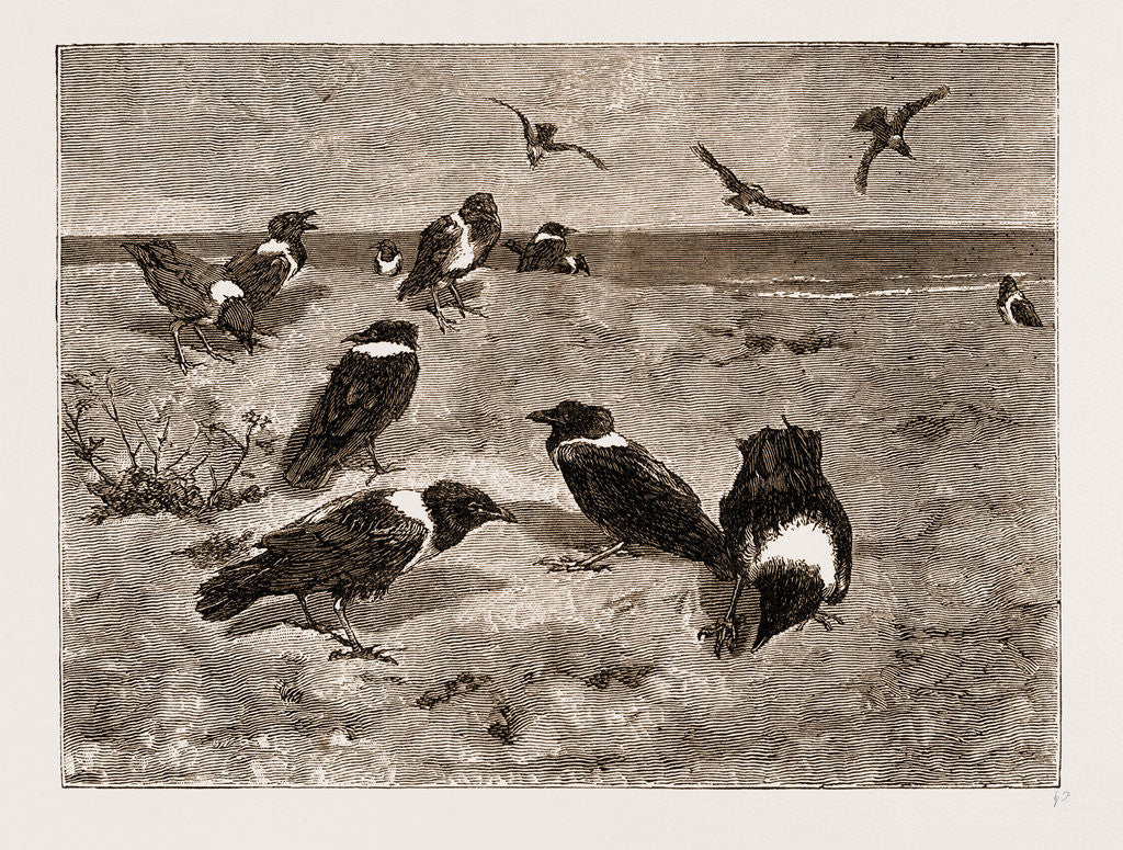 Detail of The River Congo: Scapulated Crows On The Beach At Banana, 1883 by Anonymous
