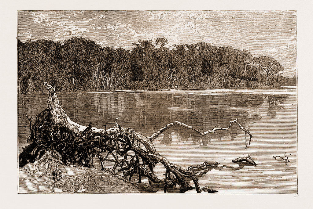 Detail of Forest Scenery On Upper Congo, Africa, 1883 by Anonymous