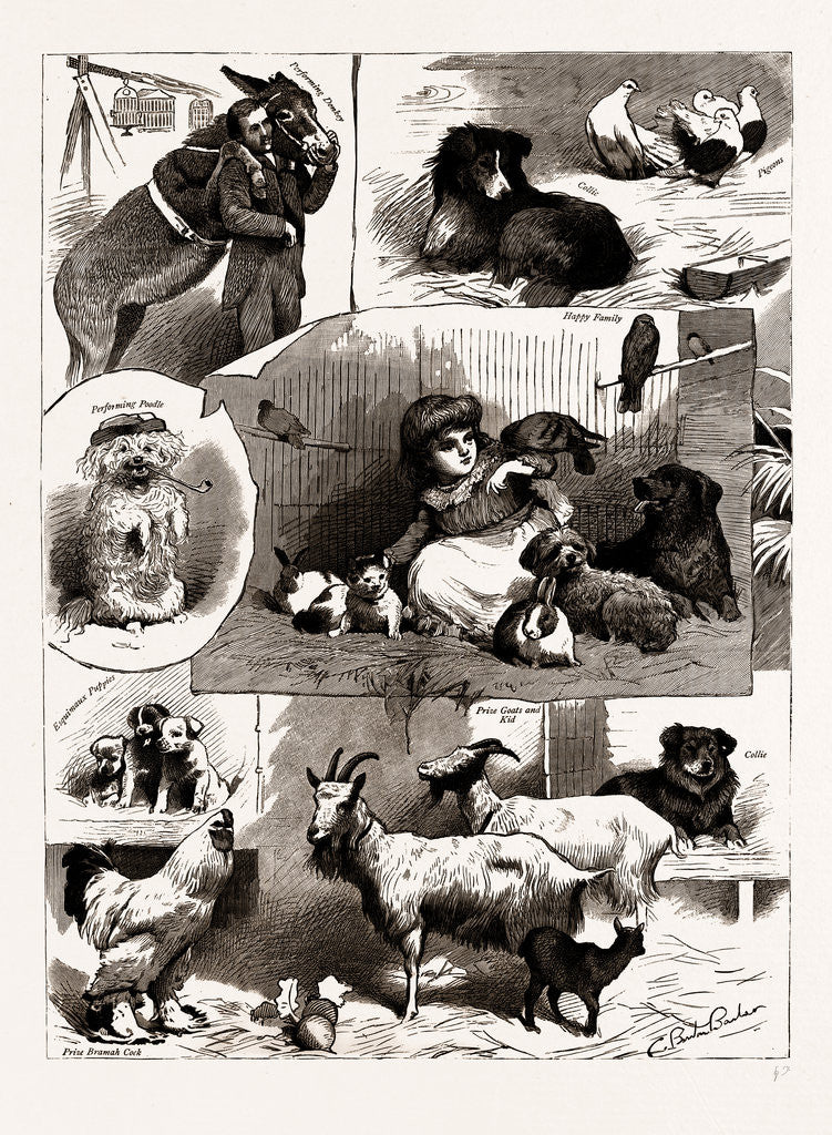 Detail of The Band Of Kindness! Donkey And Pet Show At Manchester, UK, 1886 by Anonymous