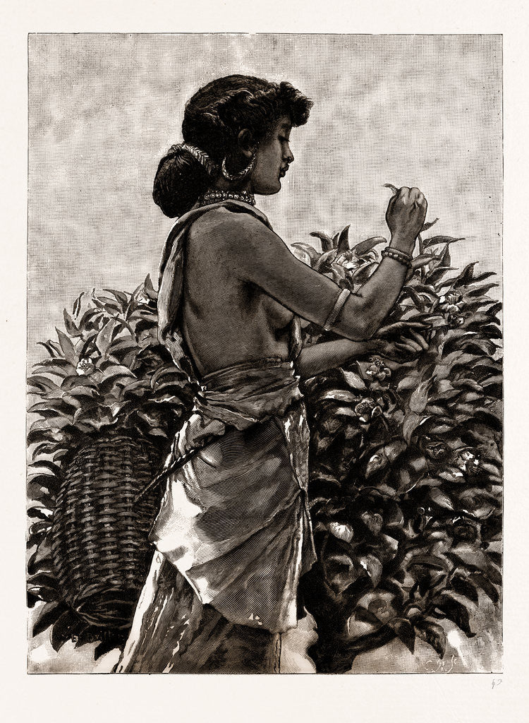 Detail of The Ceylon Tea Industry, Sri Lanka: Tamul Girl Plucking A Tea Bush, 1886 by Anonymous