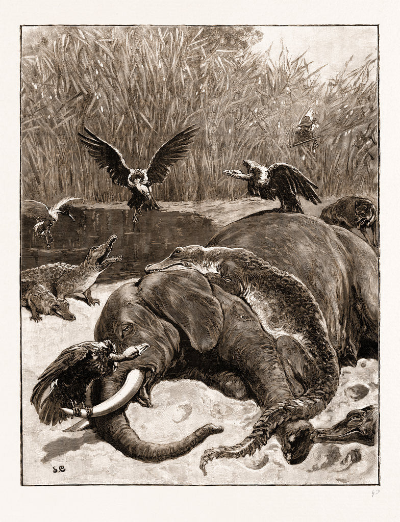 Detail of How Are The Mighty Fallen!: A Scene On The Banks Of The Limpopo River, South Africa, 1897 by Anonymous