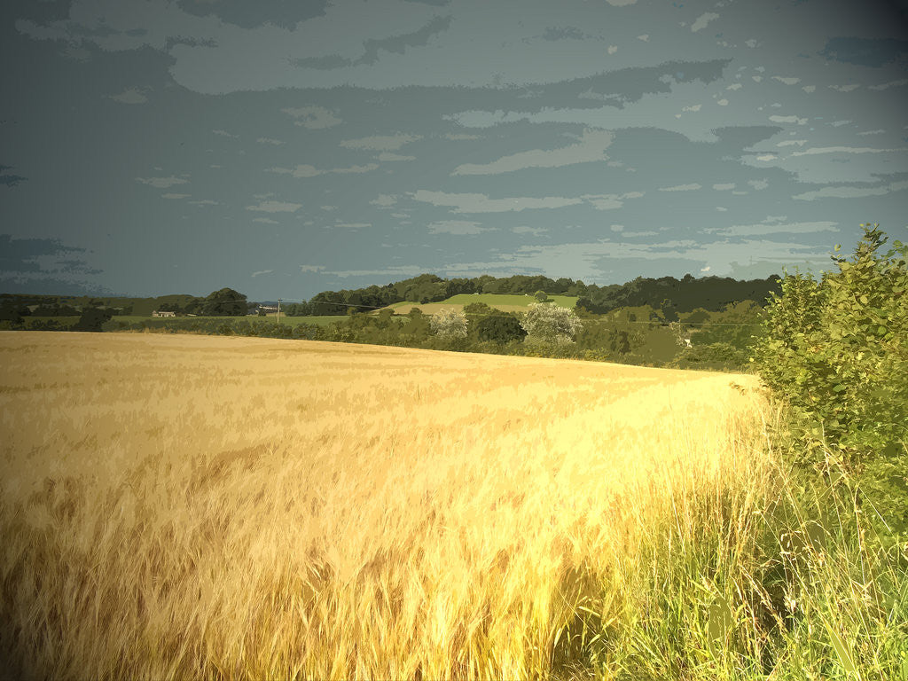 Detail of Crop Field Adjoining Goodwin's Lane by Sarah Smith