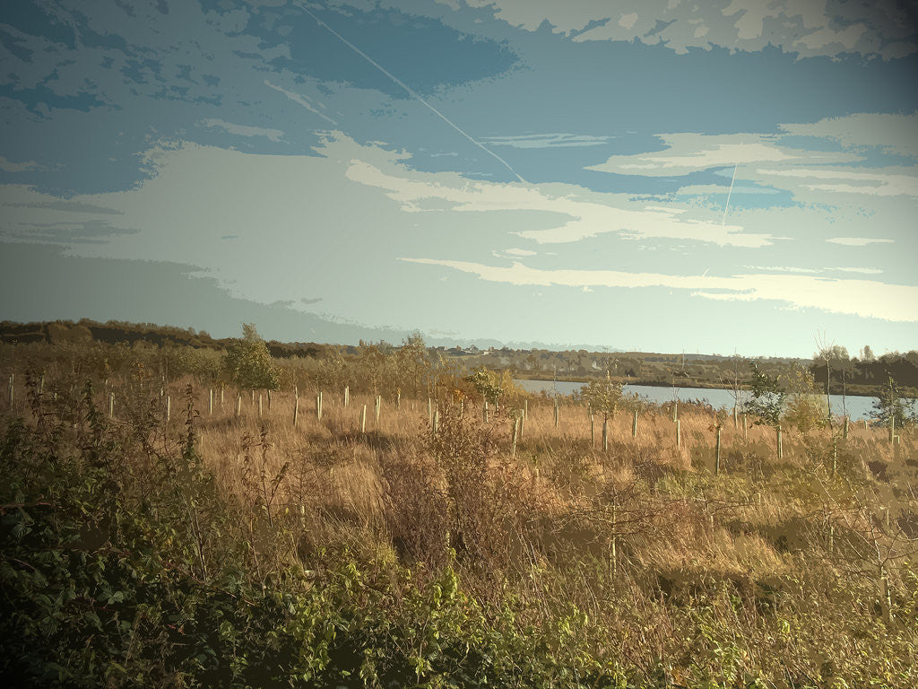 Detail of Plantation at Willington Gravel Pits by Sarah Smith