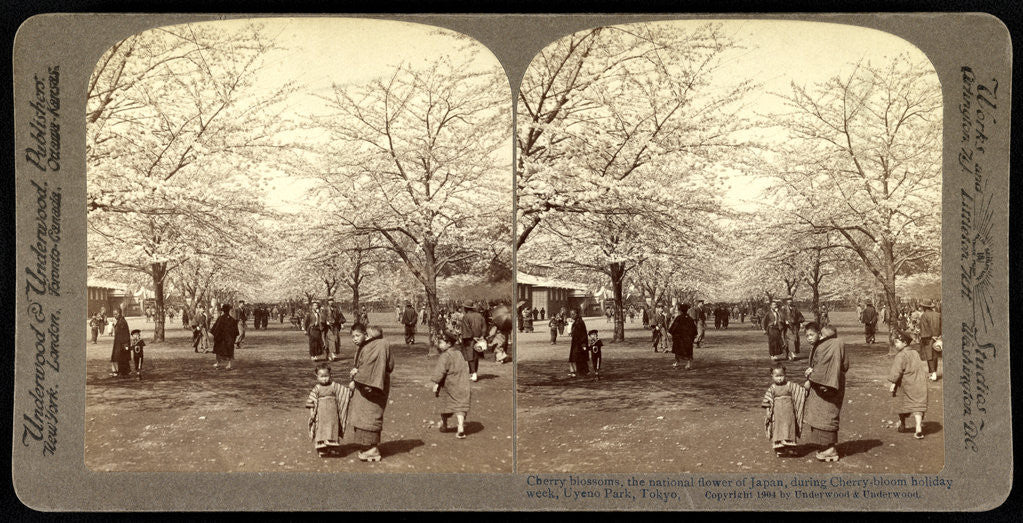 Detail of Cherry blossoms, the national flower of Japan, during cherry-bloom holiday week, Uyeno Park, Tokyo by Anonymous