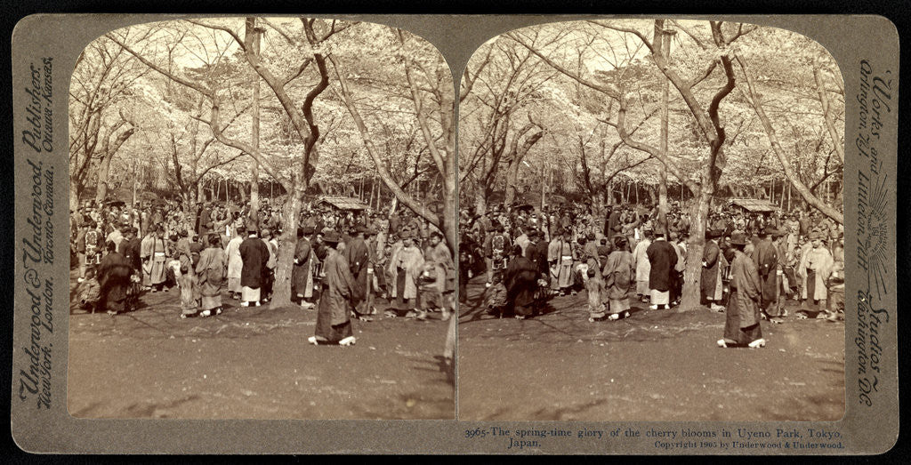 Detail of Cherry blossoms, the spring-time glory of the cherry blossoms in Uyeno Park, Tokyo by Anonymous