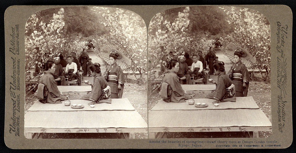 Detail of Amidst the beauties of springtime: dwarf cherry trees at Omuro Gosho temple, Japan by Anonymous