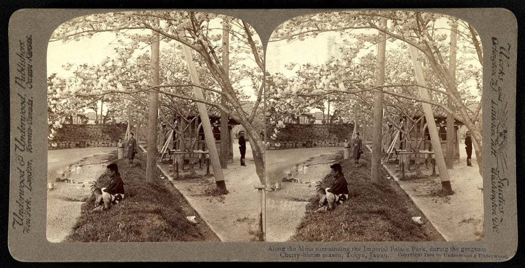 Detail of Along the moat surrounding the Imperial Palace Park, during the gorgeous cherry-bloom season, Tokyo by Anonymous