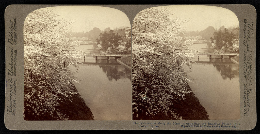 Detail of Cherry-blossoms along the moat surrounding the Imperial Palace Park, Tokyo by Anonymous
