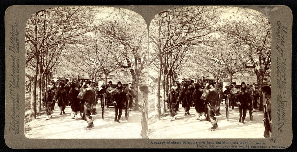 Detail of A canopy of cherry blossoms over beautiful Mukojima Avenue, (north), Tokyo by Anonymous