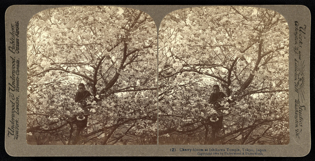 Detail of Cherry-bloom at Ishikawa Temple, Tokyo by Anonymous