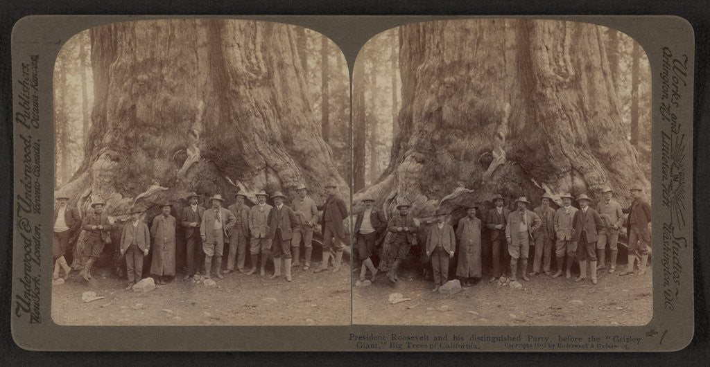 Detail of Theodore Roosevelt and his distinguished party, before the Grizley Giant, big trees of California by Anonymous