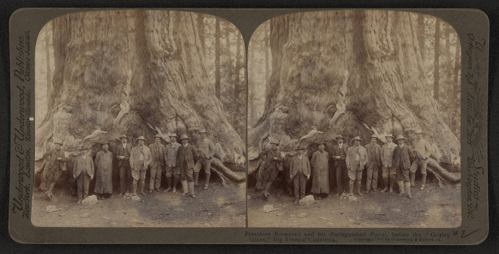 Detail of Theodore Roosevelt and his distinguished party, before the Grizley Giant, big trees of California by Anonymous