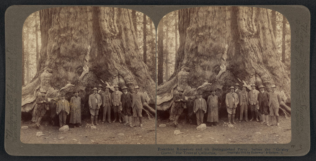 Detail of Theodore Roosevelt and his distinguished party, before the Grizley Giant, big trees of California by Anonymous