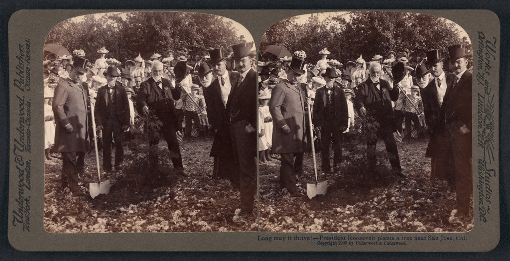Detail of Long may it thrive! - President Roosevelt plants a tree near San Jose, Cal by Anonymous
