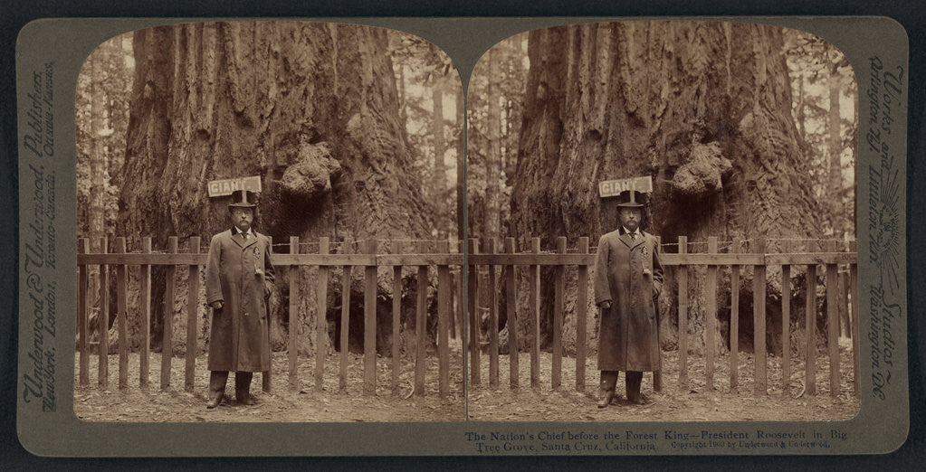 Detail of The nation's chief before the forest king - President Roosevelt in Big Tree Grove, Santa Cruz, California by Anonymous