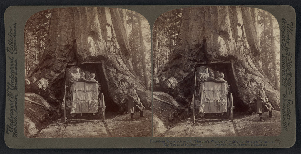 Detail of President Roosevelt amid Nature's Wonders - driving through Wawona, Big Trees of California by Anonymous