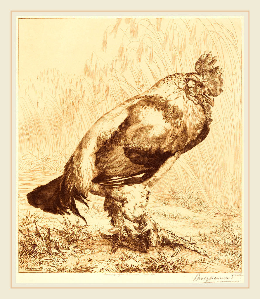 The Old Cock, 1882 by Félix Bracquemond