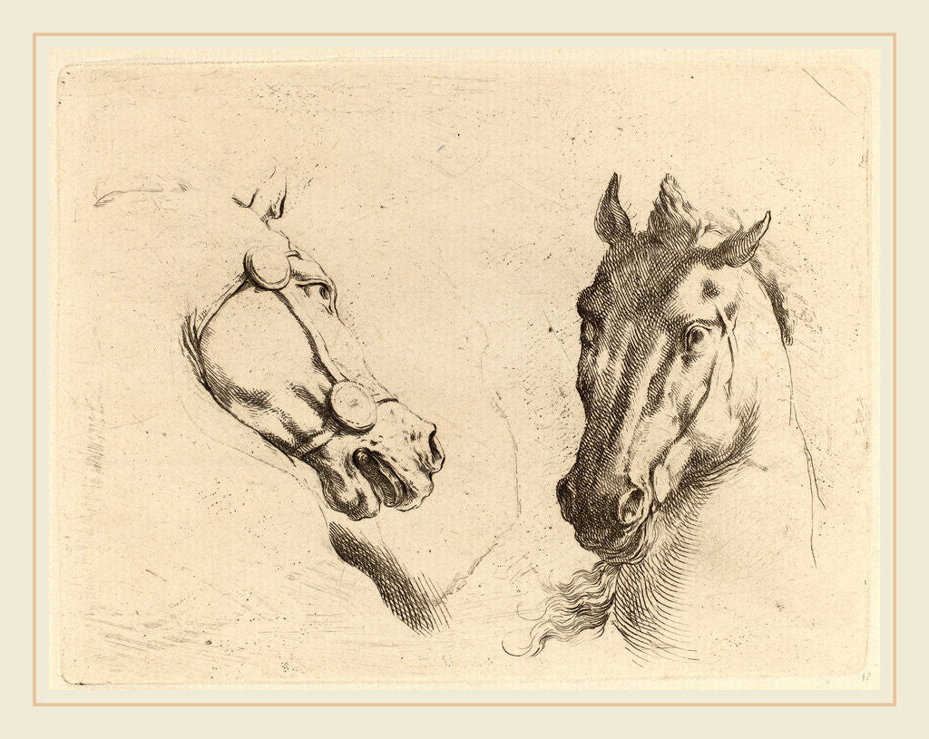 Detail of Head of a Horse Seen in Profile and in Three-Quarters by Stefano Della Bella