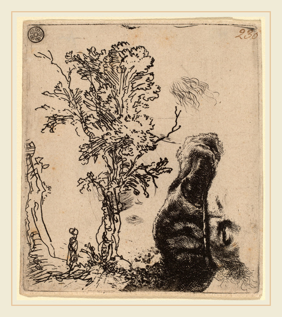 Detail of Sheet with Two Studies: a Tree, and the Upper Part of a Head of the Artist Wearing a Velvet Cap, c. 1642 by Rembrandt van Rijn