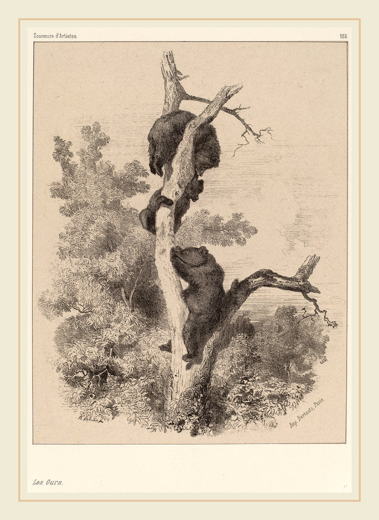Detail of Les ours, Swiss by Karl Bodmer