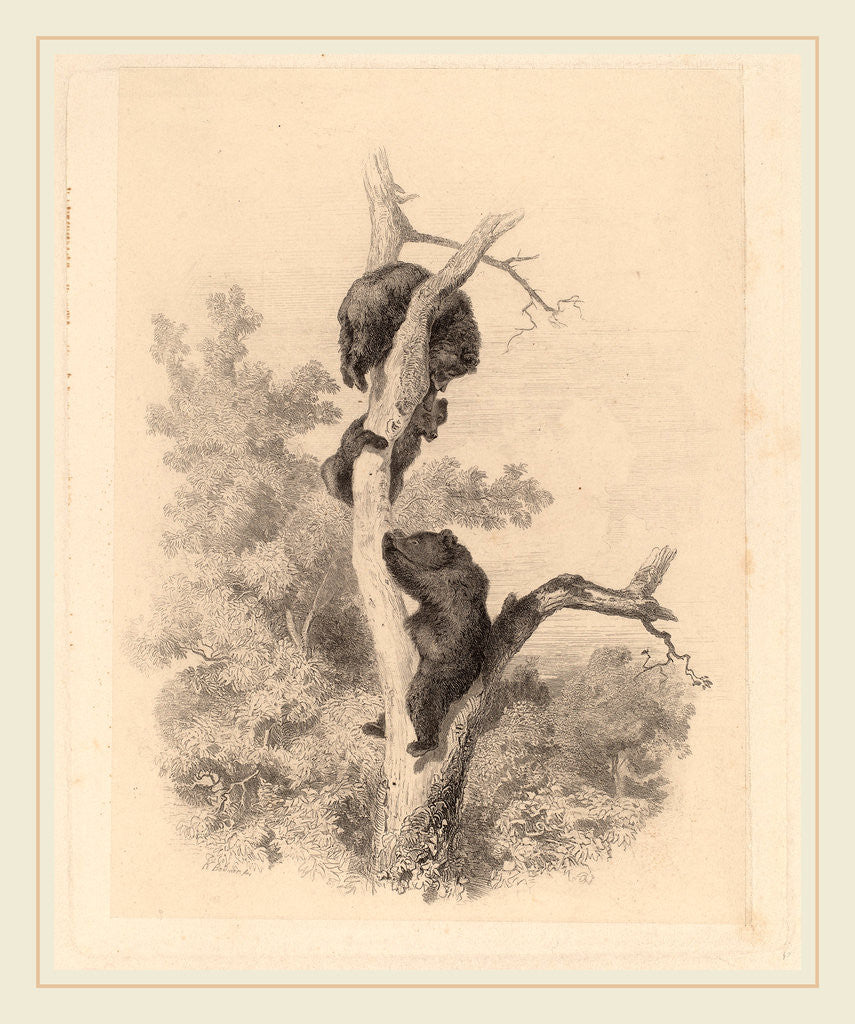 Detail of Les ours, Swiss by Karl Bodmer