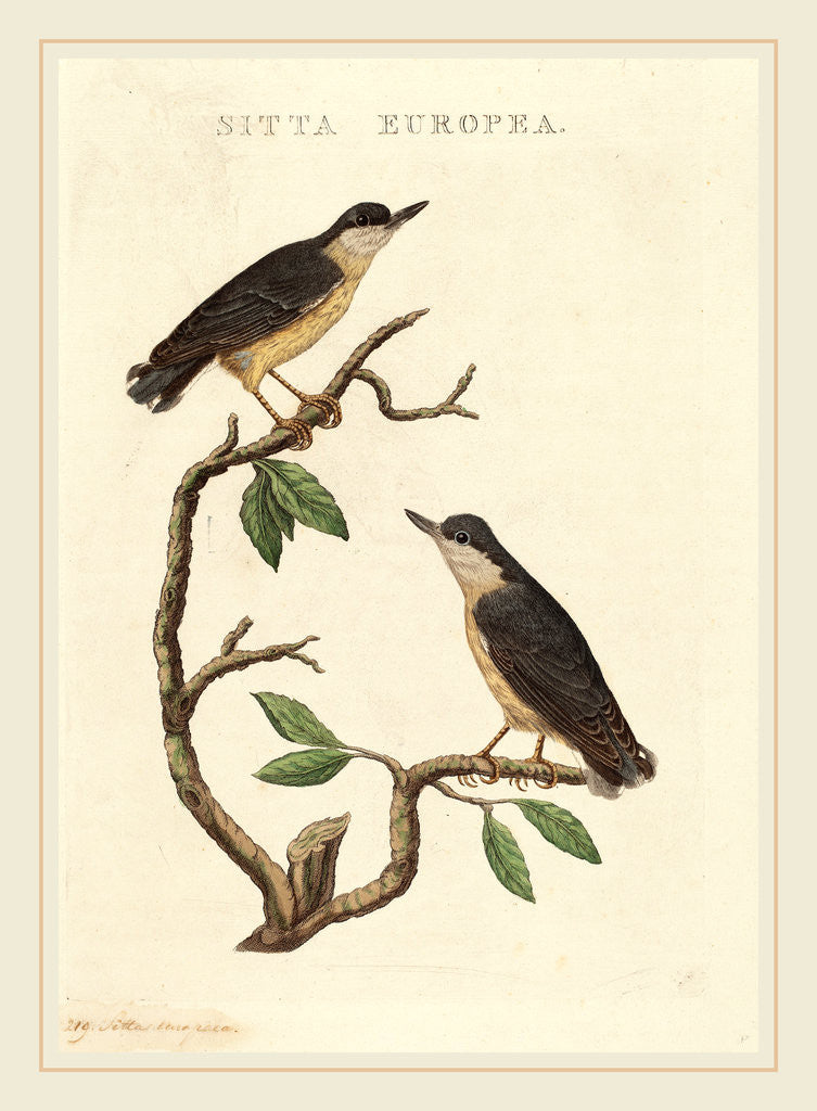 Detail of Sitta europea by Anonymous