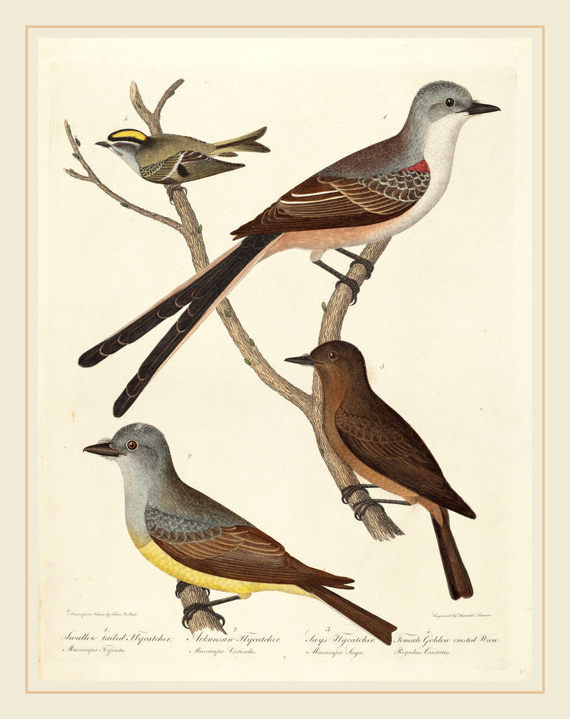 Detail of Swallow-tailed Flycatcher, Arkansas Flycatcher, Say's Flycatcher, and Female Golden-crested Wren by Alexander Lawson